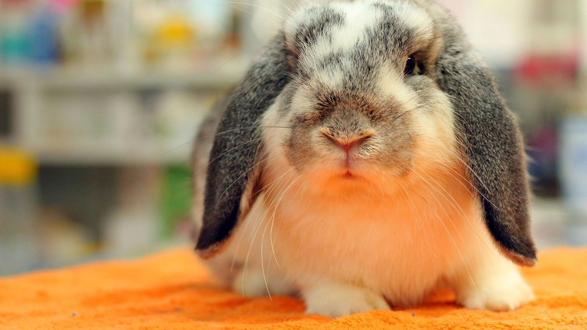 Best of Lancaster Veterinary Care for Rabbits and Pocket Pets