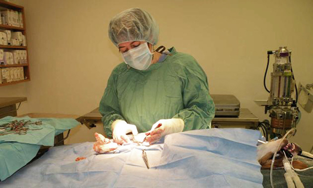 Pet Surgery at Landisville Animal Hospital