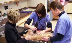 Surgical Prep Area at Landisville Animal Hospital