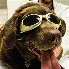 Cold Laser Therapy at Landisville Animal Hospital